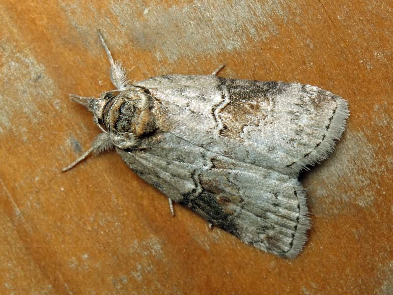 Nycteola asiatica (Krulikovsky, 1904)